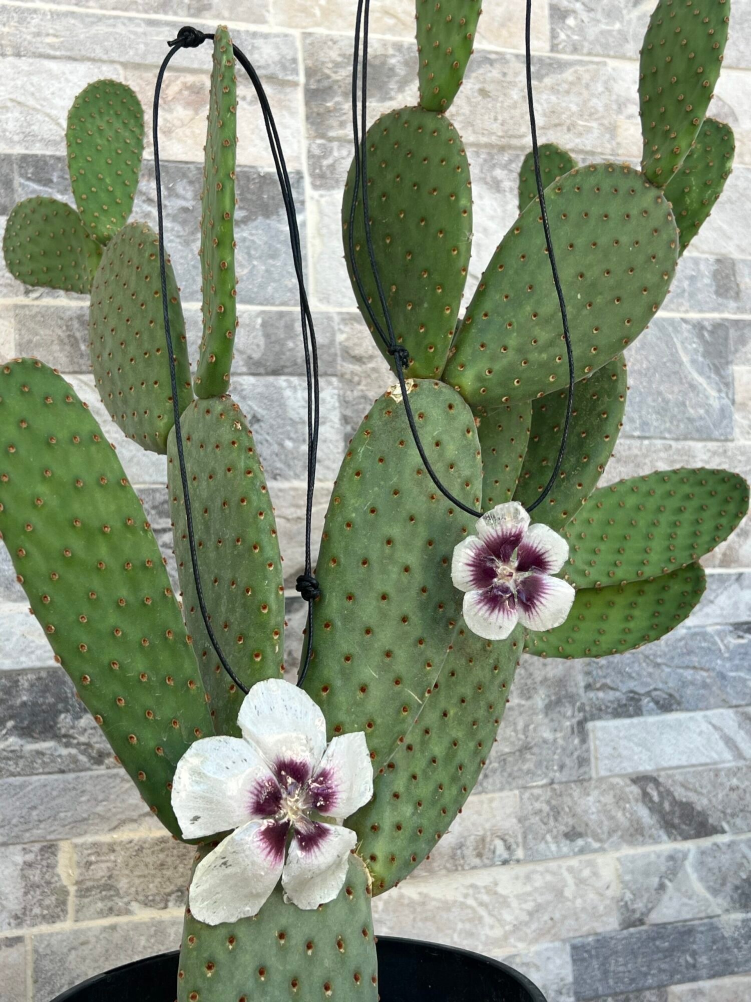 Collar con flor natural encapsulada "Luz del Cairo"